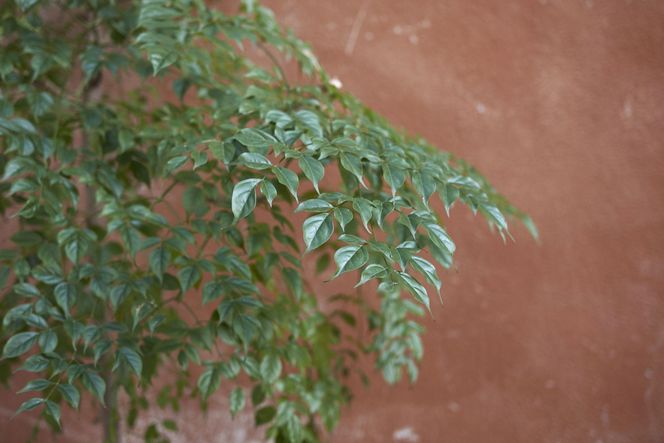 Radermachera sinica