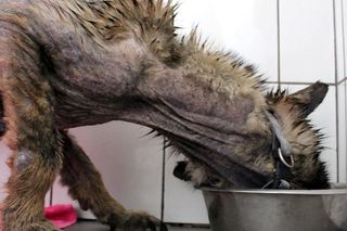 Pamiętacie Figę? Skrajnie zaniedbana suczka nie wróci do swoich właścicieli