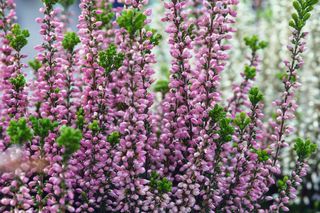 Co to są wrzosy pączkowe? Wyjaśnia ekspert