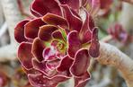 Eonium drzewiaste