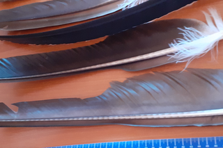 Przesyłka była lekka jak piórko. Zachodniopomorscy celnicy zajrzeli do środka