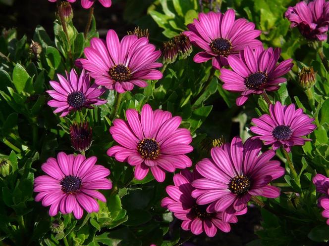 Osteospermum 