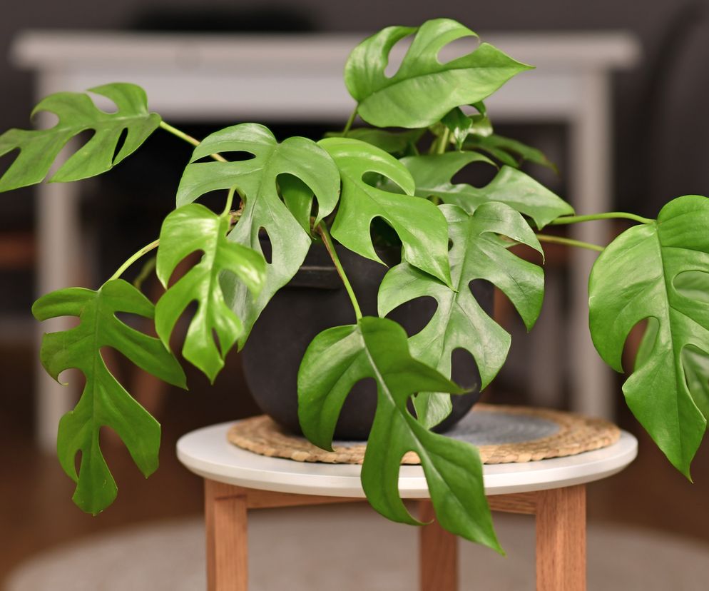 Monstera minima (rhaphidophora tetrasperma)