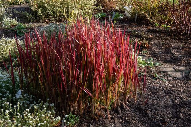 Imperata cylindryczna 'Red Baron'