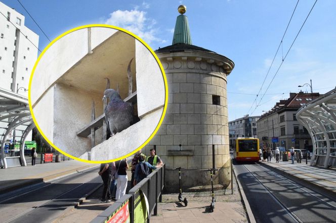 Eksmitują gołębie z "Grubej Kaśki" na czas remontu