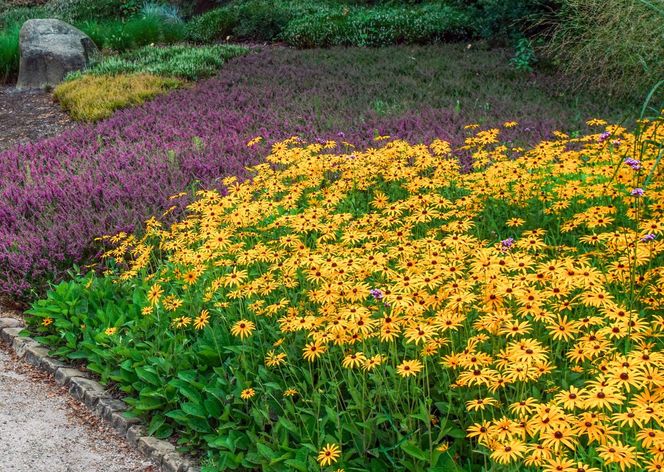 Rudbekia