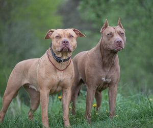 Koszmar w Nowym Jorku. Stado pitbulli zagryzło 59-latka!