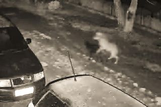 Pan Janusz widział, jak wilk rozszarpał ukochanego psa Cezara