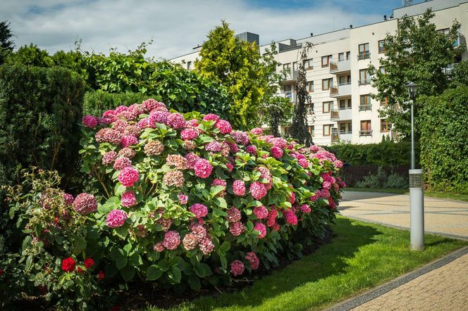 Finał 41. edycji konkursu „Warszawa w kwiatach” w kategorii Osiedla mieszkaniowe