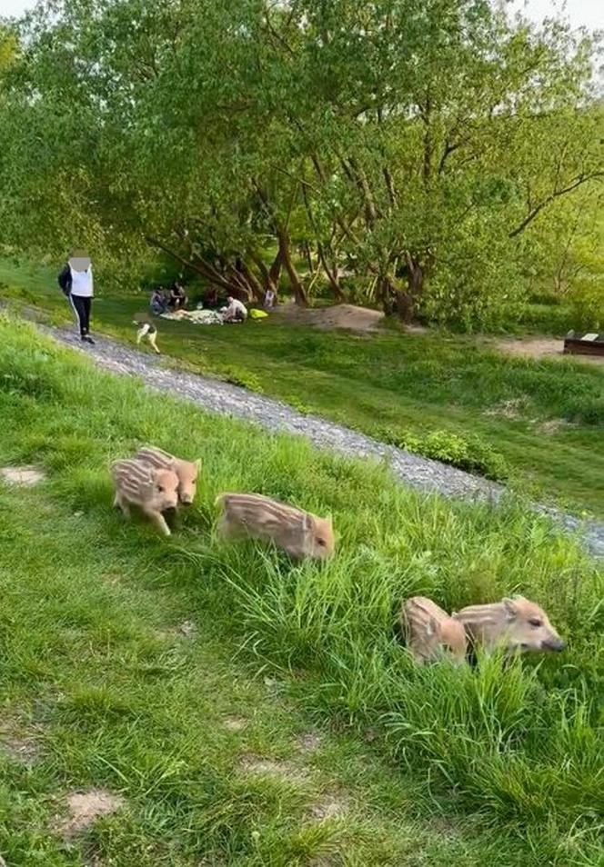 Zobaczcie tylko, co oni robią! Nagranie znad Wisły niesie się po sieci. Chwile grozy podczas rodzinnego pikniku