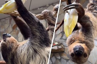 Co ty wiesz o chillowaniu? Poznaj mistrza relaksu z wrocławskiego ZOO