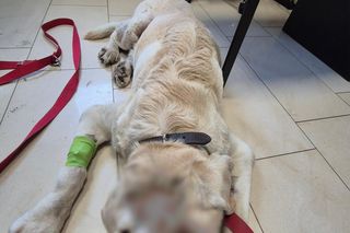 Burmistrz Siechnic wywołał oburzenie. O chorym psie powiedział, że był zwierzęciem zewnętrznym