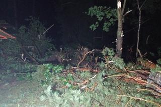 Kolejne groźne nawałnice przeszły nad Warmią i Mazurami. Strażacy interweniowali kilkaset razy [ZDJĘCIA]