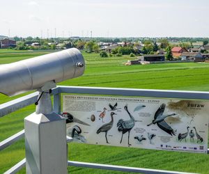 Ptasi raj niedaleko Łodzi. Rezerwat Jeziorsko to jedna z najbardziej niedocenianych atrakcji w regionie