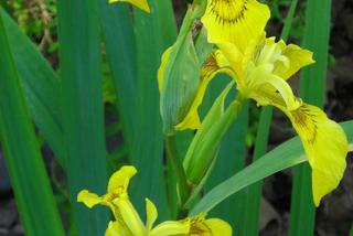 Kosaciec żółty - Iris pseudacorus