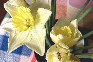 Narcyzy (Narcissus)