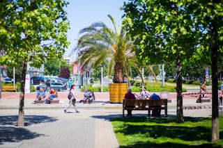 Las Palmas Katowice. Palmy wróciły na Rynek. Można tam poczuć żar tropików