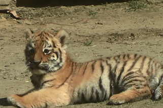 Okrzyki zachwytu i najrozkoszniejszy mieszkaniec krakowskiego ZOO! [WIDEO]