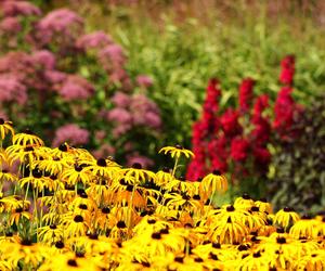 Rudbekia błyskotliwa