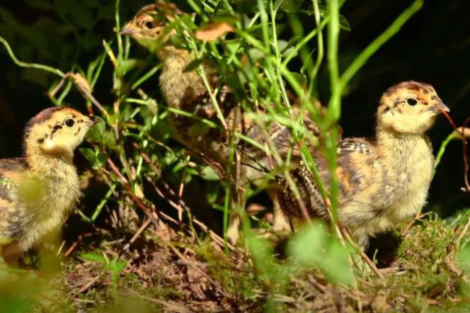 W ośrodku hodowlanym Nadleśnictwa Spychowo odchowano rekordowo dużo cietrzewi