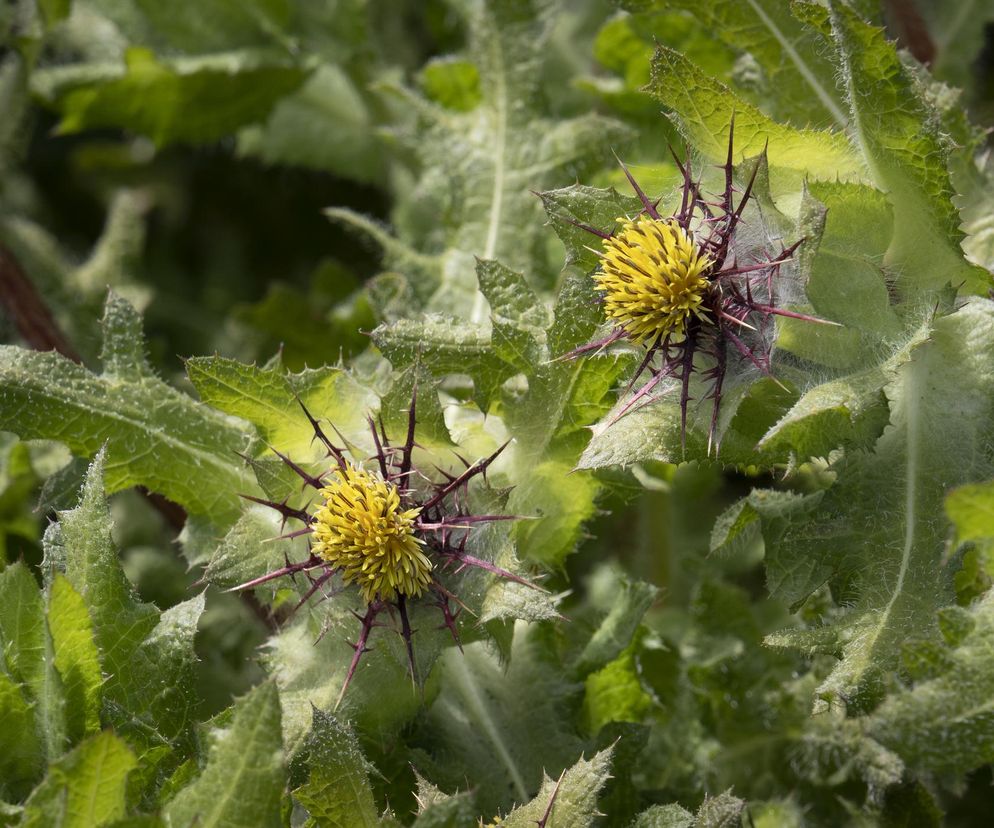 Zalety tej rośliny od setek lat wykorzystują mnisi. Pomaga nie tylko przy niestrawności