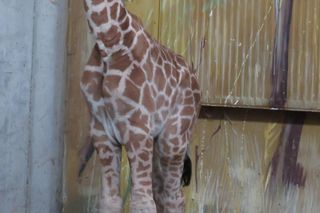 Żyrafka w zamojskim zoo