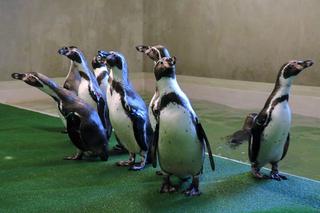 Chorzów: Otwarcie zoo i OGROMNA kolejka! Każdy chce zobaczyć pingwiny