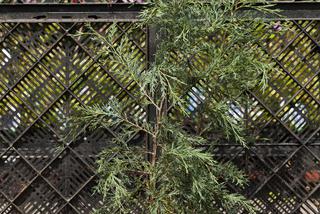 Jałowiec skalny 'Blue Haeven' - Juniperus scopulorum 'Blue Haeven'
