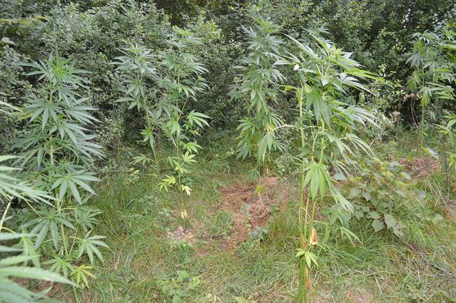 Pleśna. Plantacja marihuany zlikwidowana przez policję. Krzaki wyższe od ludzi