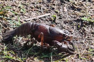 Gigantyczne raki opanowały rzekę Wieprzę. Czy są groźne?