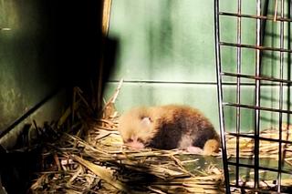 Cud narodzin w poznańskim zoo! Czekali na to ponad 20 lat
