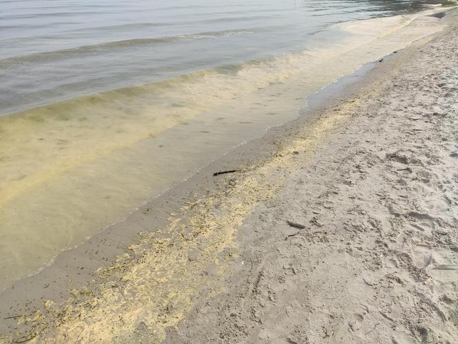 Plaża w Gdyni Śródmieściu. Żółta woda w Bałtyku