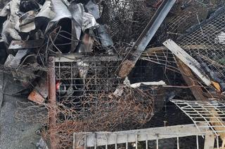 Sąsiad spalił mi gołębie, sąd go nie skazał