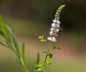 Pluskwica groniasta: właściwości