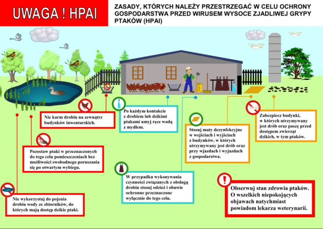 infografika