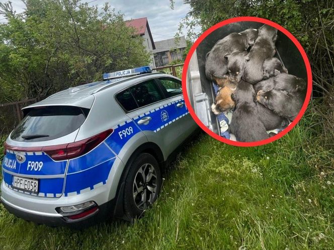 Dziewięć szczeniąt uratowanych. Wspólna akcja policji i schroniska 