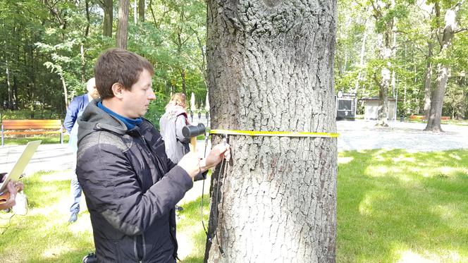 Tomograf dla drzew w Dąbrowie Górniczej 