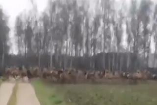 Inwazja jeleni pod Olsztynkiem! Zobacz niesamowite nagranie! [WIDEO]