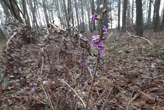 W lasach w okolicy Olsztyna widać znaki nadchodzącej wiosny