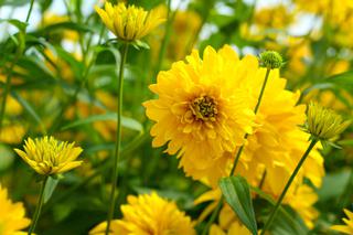 Rudbekia naga