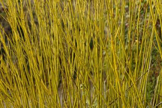 Dereń rozłogowy 'Flaviramea'