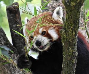 W zoo padły dwie pandy małe. Tajemnicza śmierć samicy