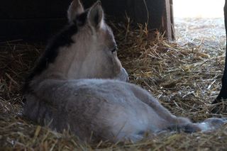  Warszawskie zoo ma nowego mieszkańca. To trzecie dziecko Primy i Larsa