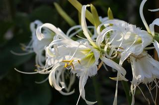 Najpiękniejsze kwiaty cebulowe na wiosnę. Przyozdobisz nimi parapet