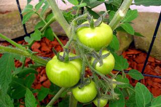 RELISH – sos z zielonych pomidorów: sprawdzony przepis