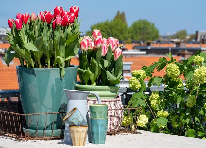 Tulipany w doniczce już kwiatną
