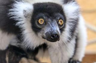 Lemury zamieszkały w gdańskim zoo