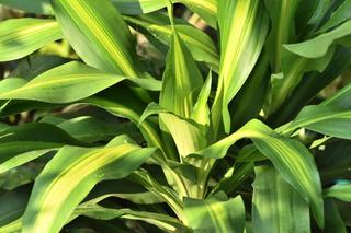 Te kwiaty przynoszą szczęście! Warto mieć je w domu!