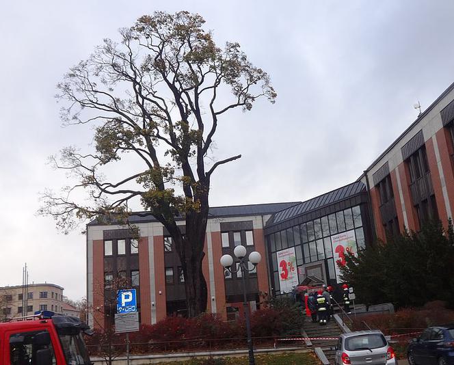 Okazałe drzewo rosło w centrum setki lat. Teraz musi zostać wycięte