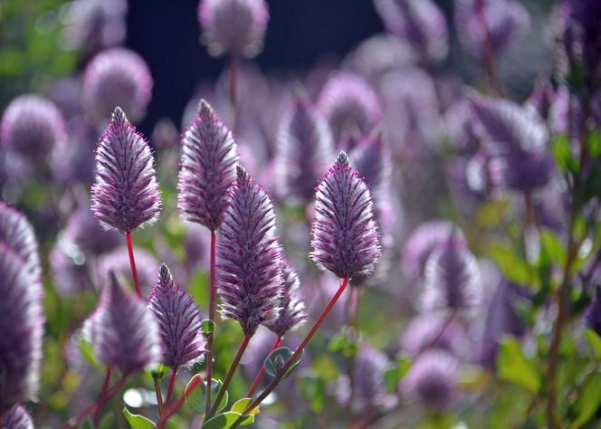 Ptilotus exaltatus 